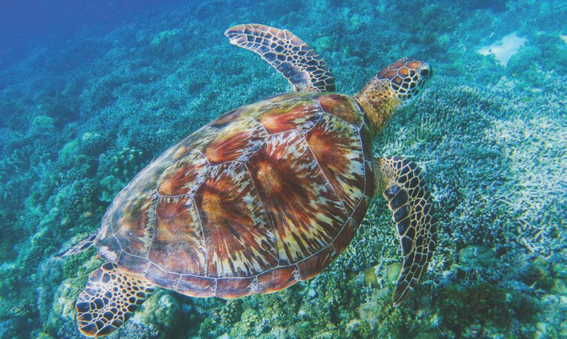 Sea turtle, Great Barrier Reef