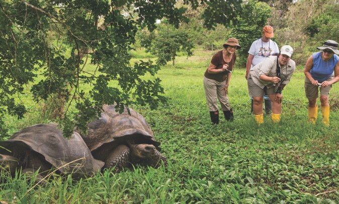 Giant tortoises, Galápagos Islands, Ecuador