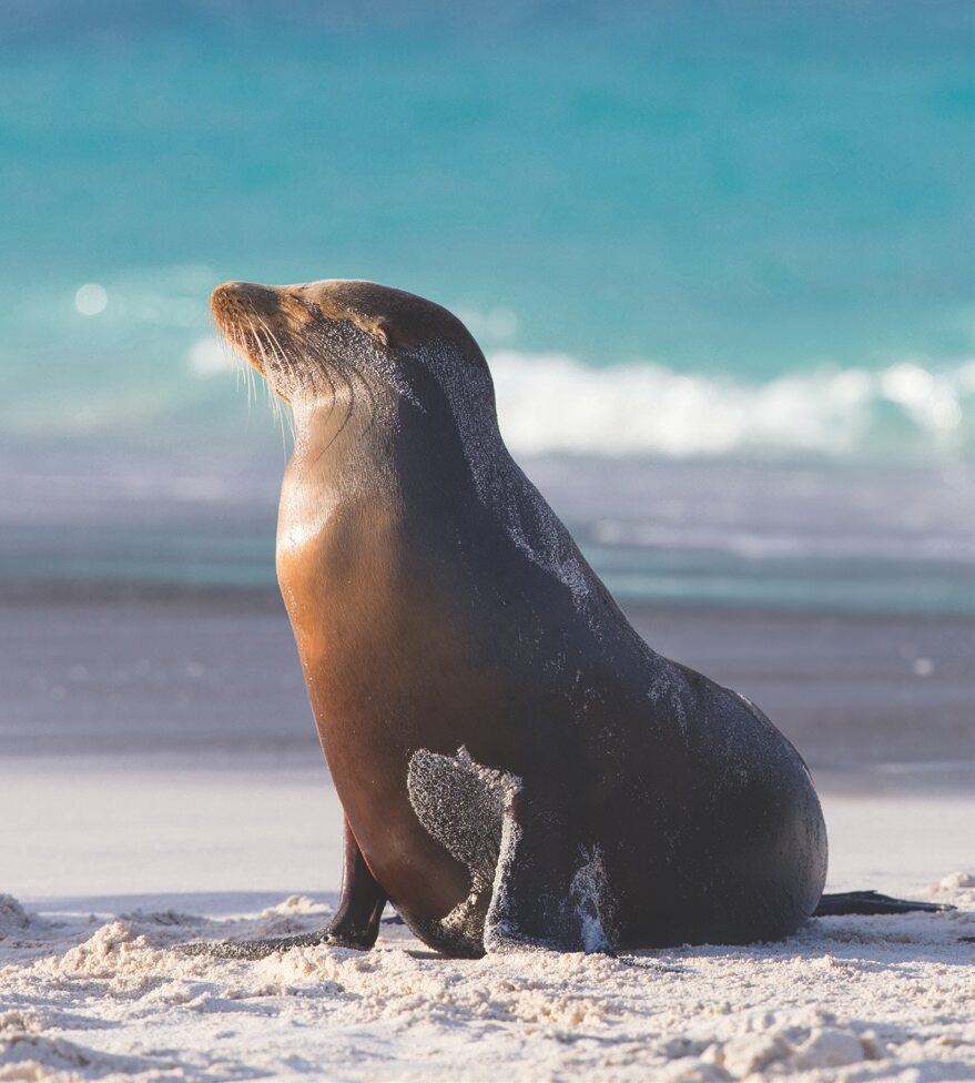 Sea lions, Galápagos Islands, Ecuador