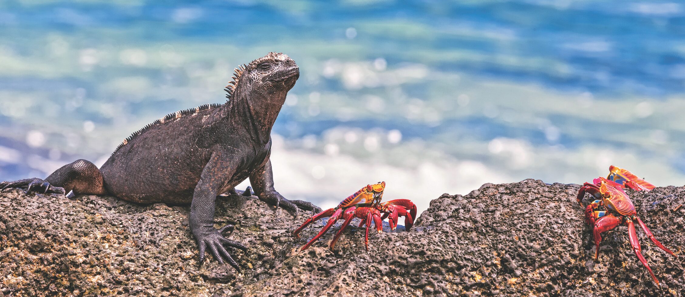 Marine iguana, Galápagos Islands