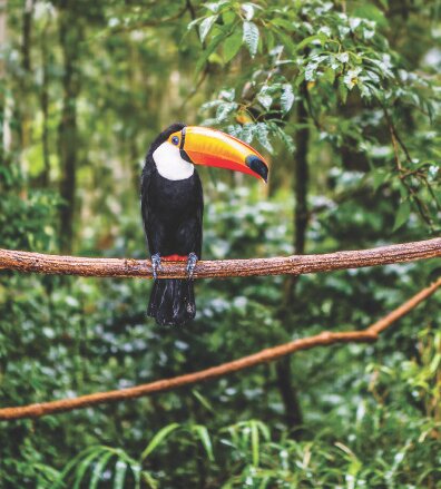 Toucan, Amazon Rainforest