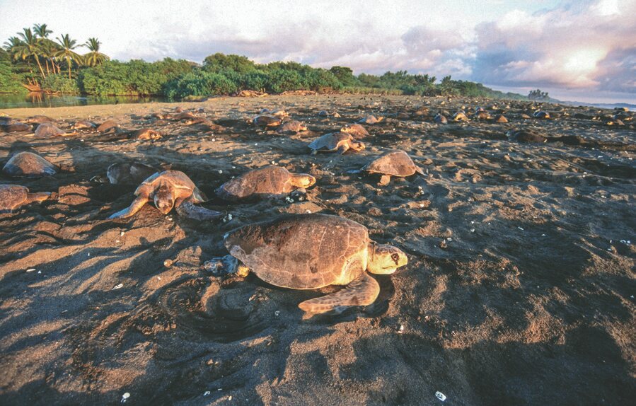 Sea turtles, Tortuguero National Park, Costa Rica